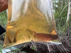 Kryptopterus macrocephalus