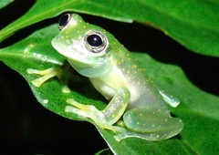 Sachatamia albomaculata