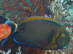 Acanthurus bariene