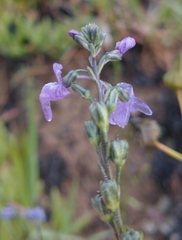 Nuttallanthus texanus