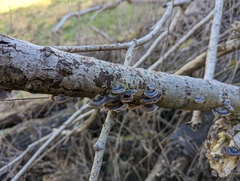 Trametes versicolor