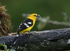 Pheucticus chrysogaster