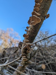 Trametes versicolor