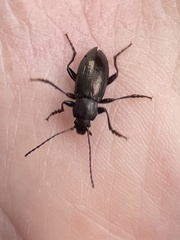 Helopini