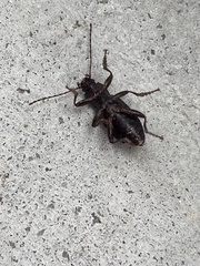 Helopini