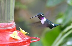 Chaetocercus mulsant