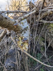 Trametes versicolor