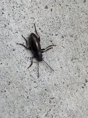 Helopini