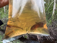 Silurichthys indragiriensis