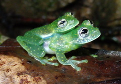 Sachatamia albomaculata