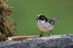 Atlapetes leucopterus