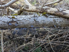 Trametes versicolor