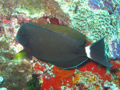 Acanthurus grammoptilus