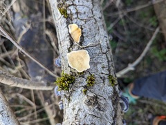 Trametes versicolor