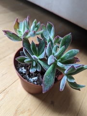 Echeveria pulvinata