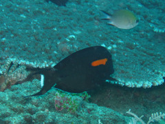 Acanthurus olivaceus
