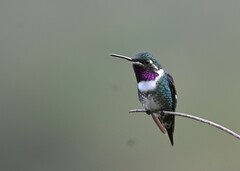 Chaetocercus mulsant