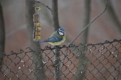 Cyanistes caeruleus