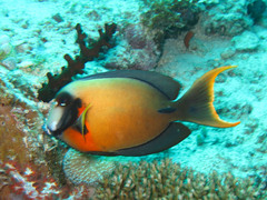 Acanthurus pyroferus