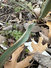 Yucca pallida