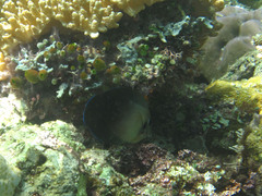 Acanthurus pyroferus