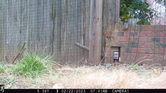 Sciurus carolinensis