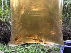 Trigonopoma pauciperforatum