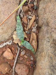 Ledebouria revoluta