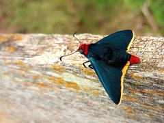 Pyrrhopyge pelota