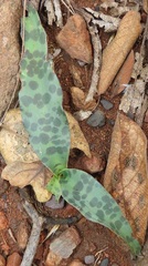 Ledebouria revoluta