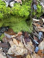 Claopodium rostratum