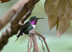 Chaetocercus mulsant