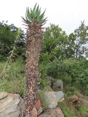 Aloe marlothii