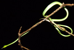 Oxybelis brevirostris