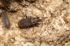 Neurocladus brachiidens