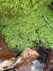 Claopodium rostratum