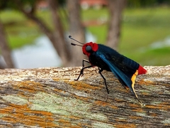 Pyrrhopyge pelota