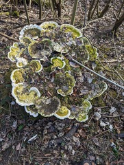 Trametes gibbosa
