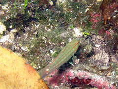 Amblygobius decussatus