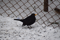 Turdus merula