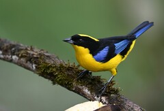 Anisognathus somptuosus