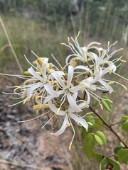 Spiranthera odoratissima