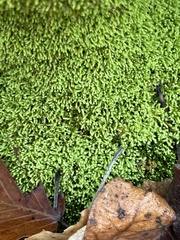 Claopodium rostratum