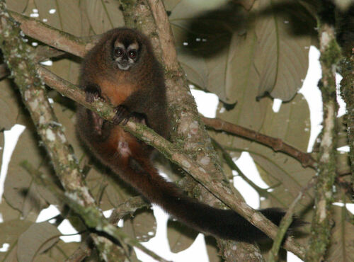 Gray-bellied Night Monkey
