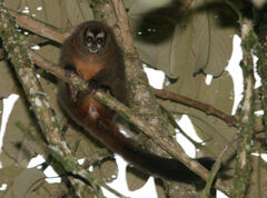 Aotus lemurinus