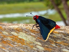 Pyrrhopyge pelota