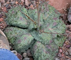 Atrichoseris platyphylla