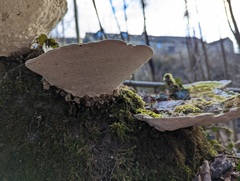 Trametes gibbosa