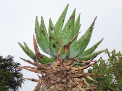 Aloe marlothii