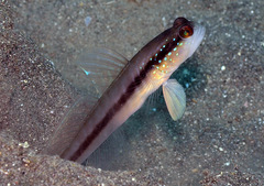 Blackline Shrimpgoby photo 1